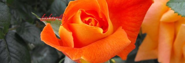 Rose orange.