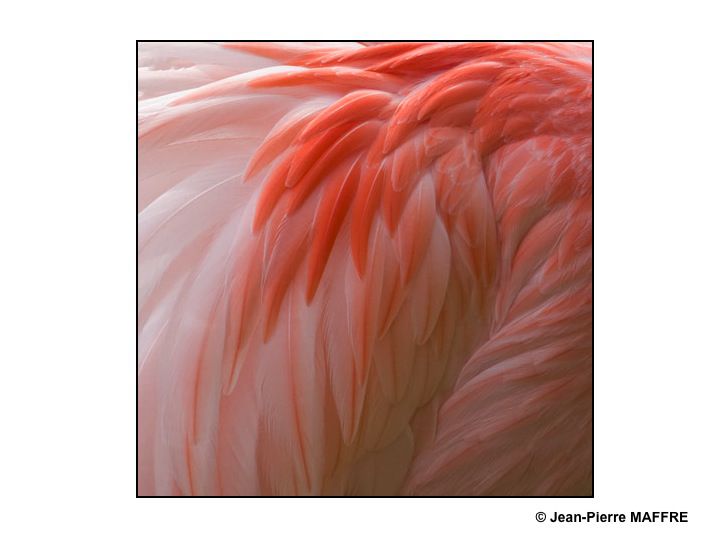 Que de plumes ! Moulin rouge, Folies Bergères, Lido ? Raté : Flamants roses tout simplement.