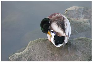 Mouettes et goélands au Tréport le 21 janvier 2015