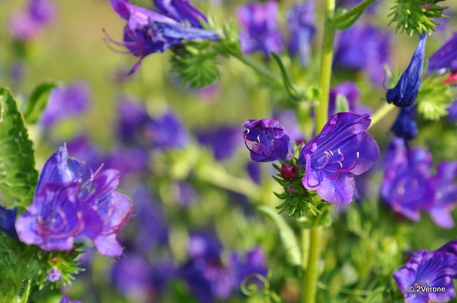 Album - Macro ' Fleurs