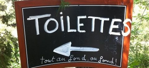 Mouches et guêpes