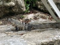 Sur le chemin du retour : Coba