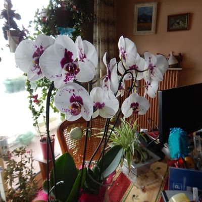 Magnifiques orchidées reçu par ma maman