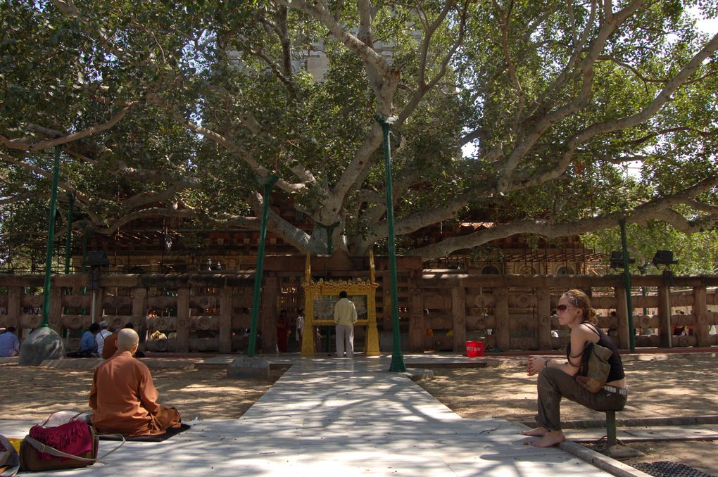 le Mahabody Temple et l'arbre de la Bodhi