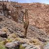 Mort de "El Abuelo" (le Grand-Père) de Guatín