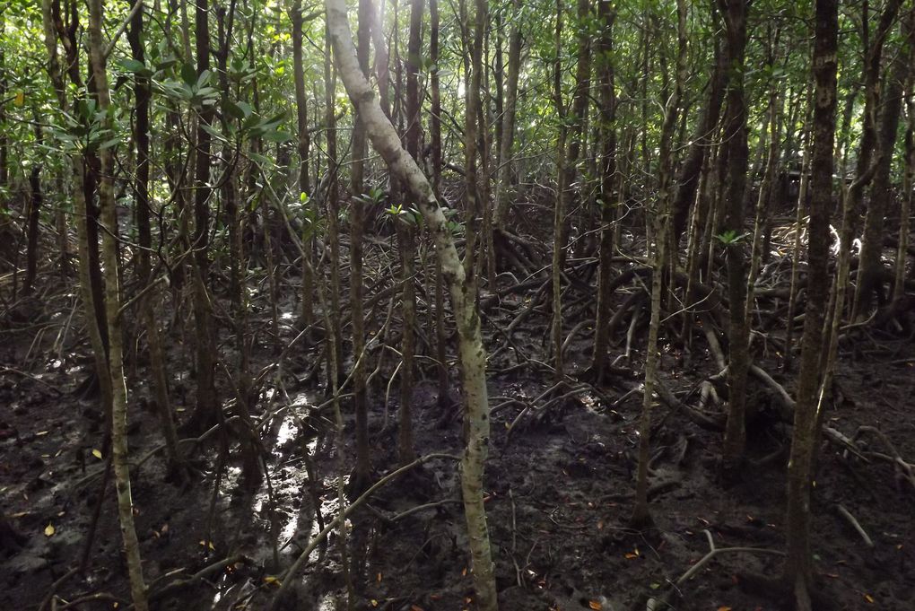 Dans le climat tropical du Queensland