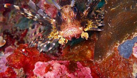 Poisson lion (Pterois miles) de l’océan Indien à Mayotte