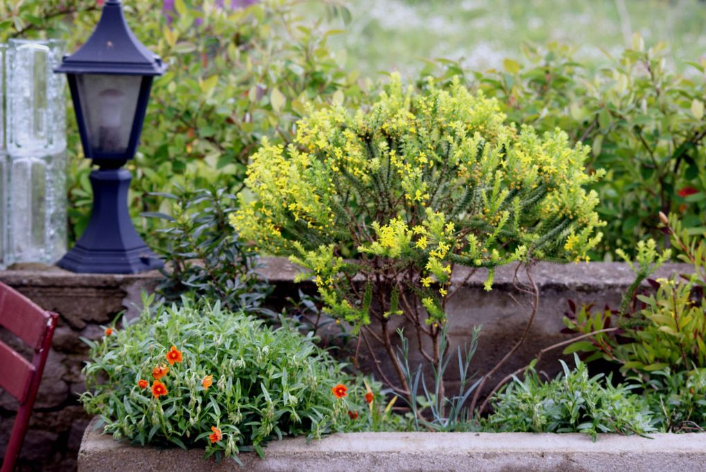 Photos diverses de fleurs et plantes de mon jardin, pour la plupart... en toutes saisons.