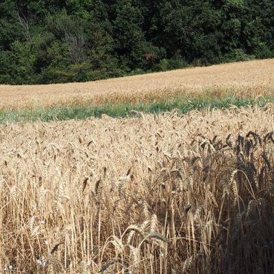 Vignes et champs de blé