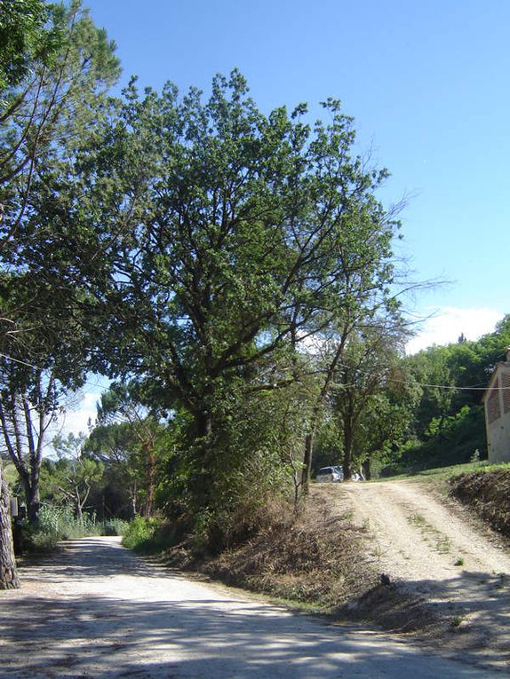 Toscane 2007 : ressourcement dans cette partie verdoyante de l'Italie