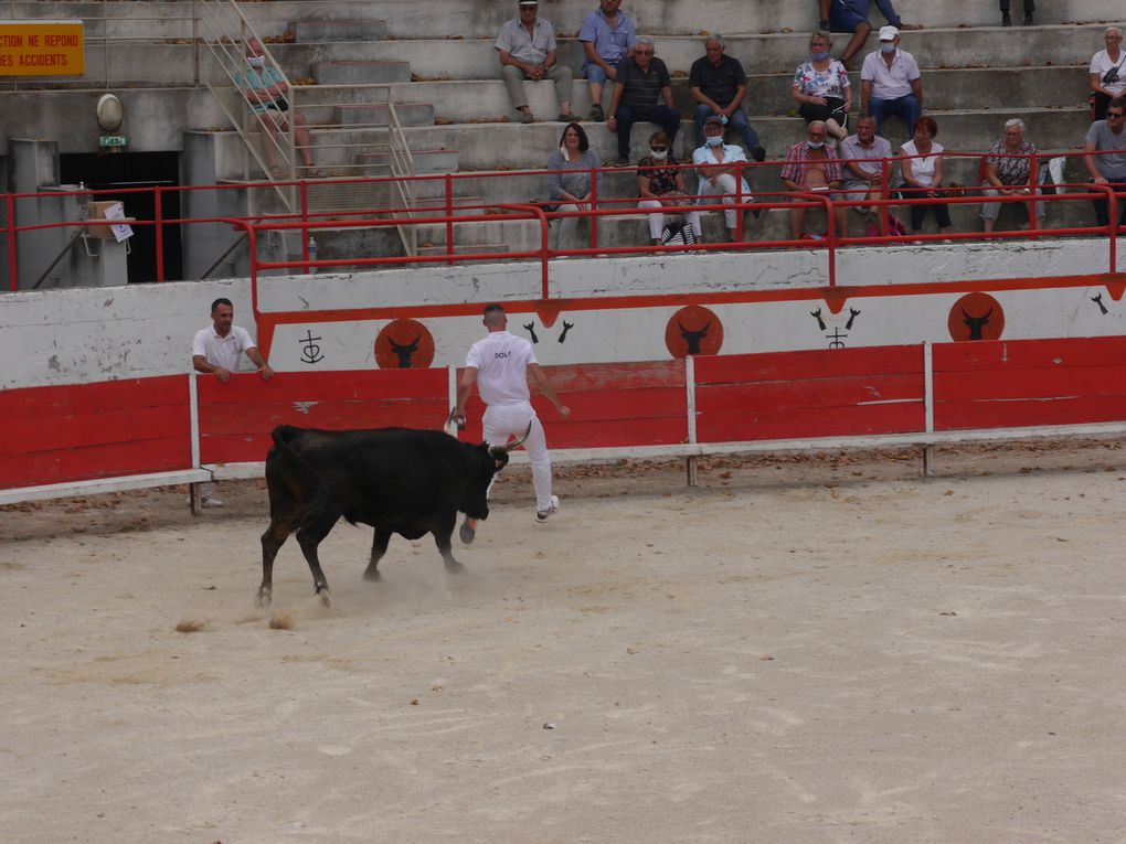 course de taureaux jeunes le 18 septembre 2020