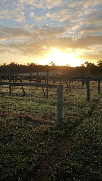 Le vignoble. 