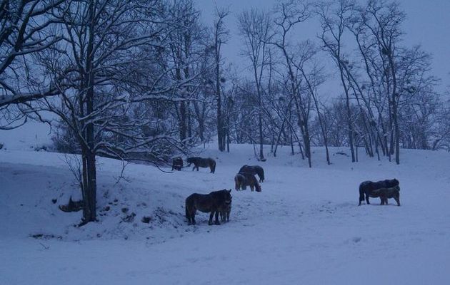 Chevaux dans la neige - Photom@rie