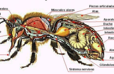 Anatomia de la abeja