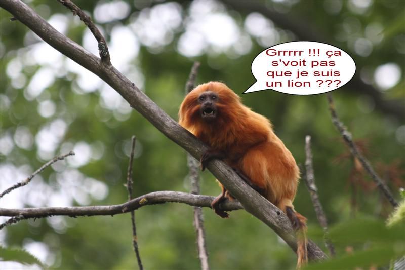 Album - HUMOUR-DE-SINGE