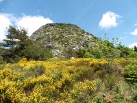 La montagne s'élève au dessus des genets fleuris.