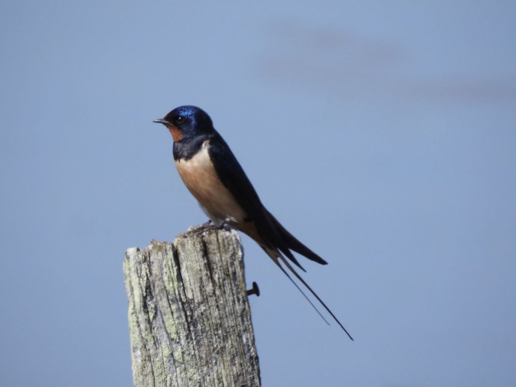 Sortie nature 21 avril 2018: Oiseaux nicheurs des marais du blayais (St Ciers sur Gironde et Braud et Saint Louis) et son album