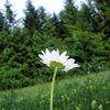 En nez fleurant la marguerite...