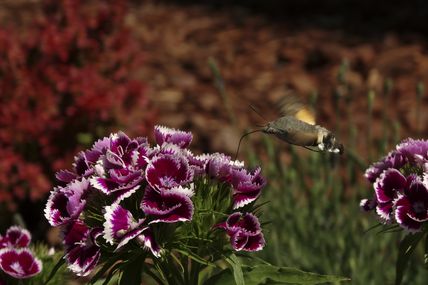 Moro-Sphinx (Macroglossum stellatarum)