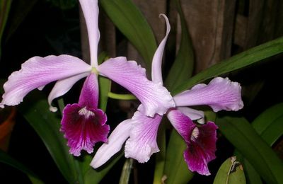 L'exposition d'orchidées !
