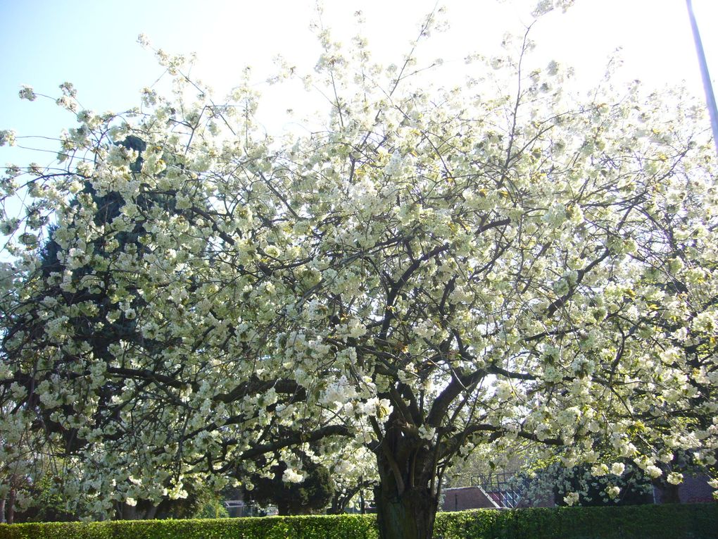 Une visite sous différents climats de la superbe Cité des 5 clochers, un printemps fleuri étonnant, quelques photos d'orgues (Eglise St Quentin), la grand-place et environs...