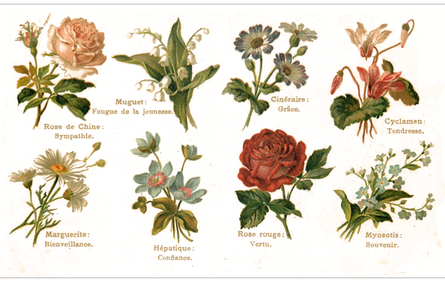 Une liste de fleur avec leur langage et leur signification symbolique.