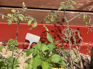 Tour des plants de tomates dans le micro jardin urbain, fin mai 