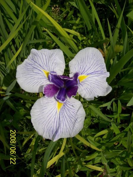 Orchideen, Iris und andere bezaubernde Gewächse in meinem Garten