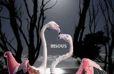 Flamant rose