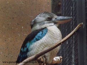 Braunbären, Hyazinth-Ara, Blauflügel-Jägerliest, Humboldt-Pinguine, Himalaya-Tahr, Panzernashorn