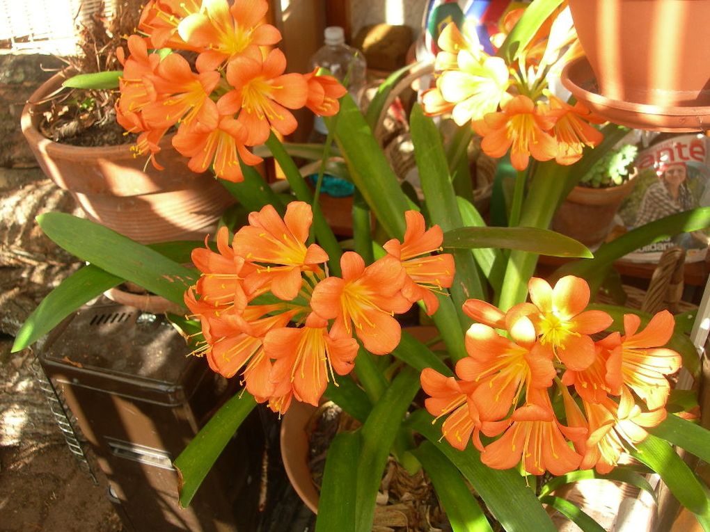 Album - fleurs d ici et d ailleurs