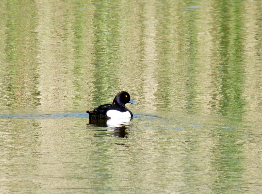 Album - Fuligule-morillon