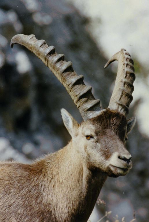 Faune de Tarentaise - Vanoise