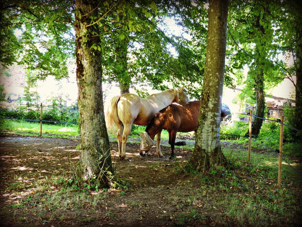 L'accueil des chevaux dan snotre parc, clos et ombragé, nos amis eux aussi ont droit au repos en toute quiètude.