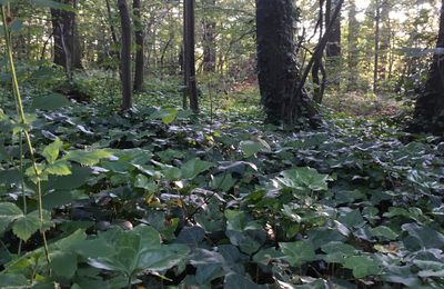 Feuille des bois