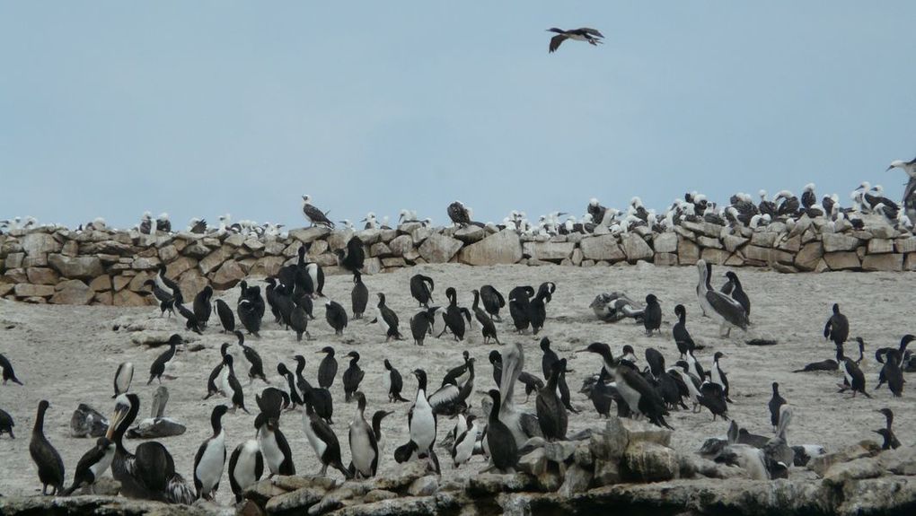 Album - ayacucho--desert-peruvien-et-nos-amis-les-oiseaux