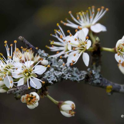 Aubépine en fleurs