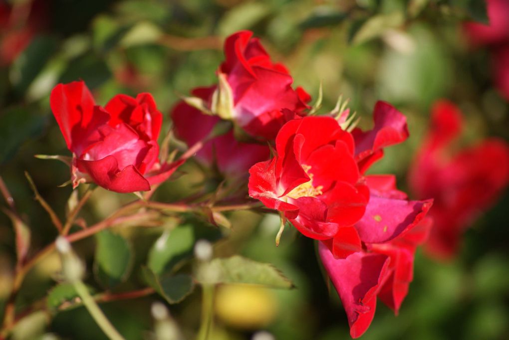 Les plantes et fleurs de mon jardin