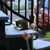 Dimanche 20 septembre 2009 : Rencontre avec un écureuil à notre fenêtre