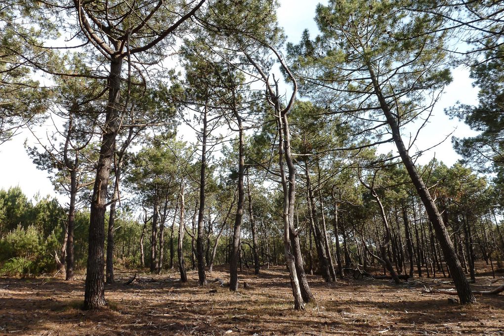 Album - Landes