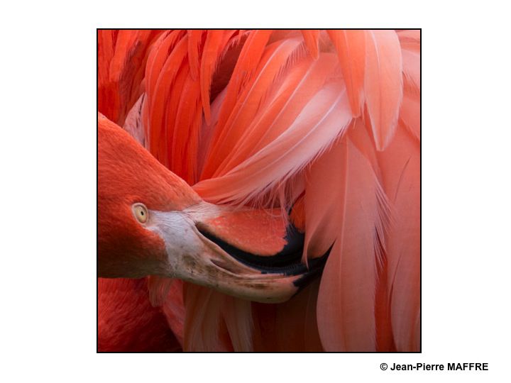 Que de plumes ! Moulin rouge, Folies Bergères, Lido ? Raté : Flamants roses tout simplement.