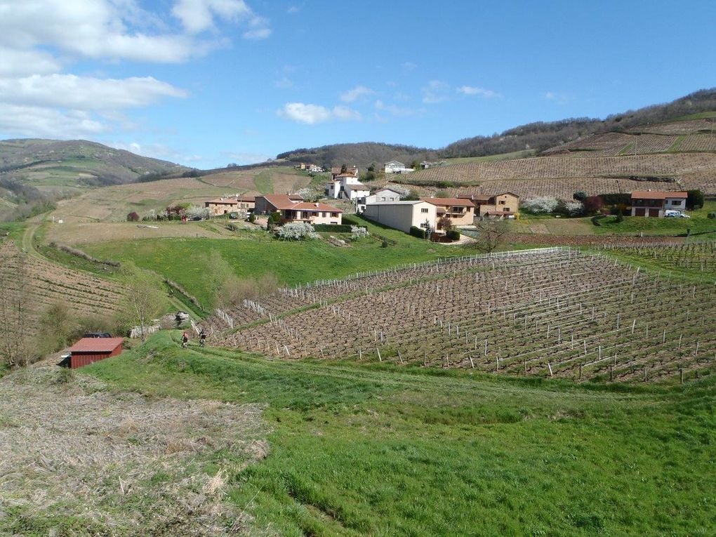 Rando 55 km "entre vigne et pierres dorées"