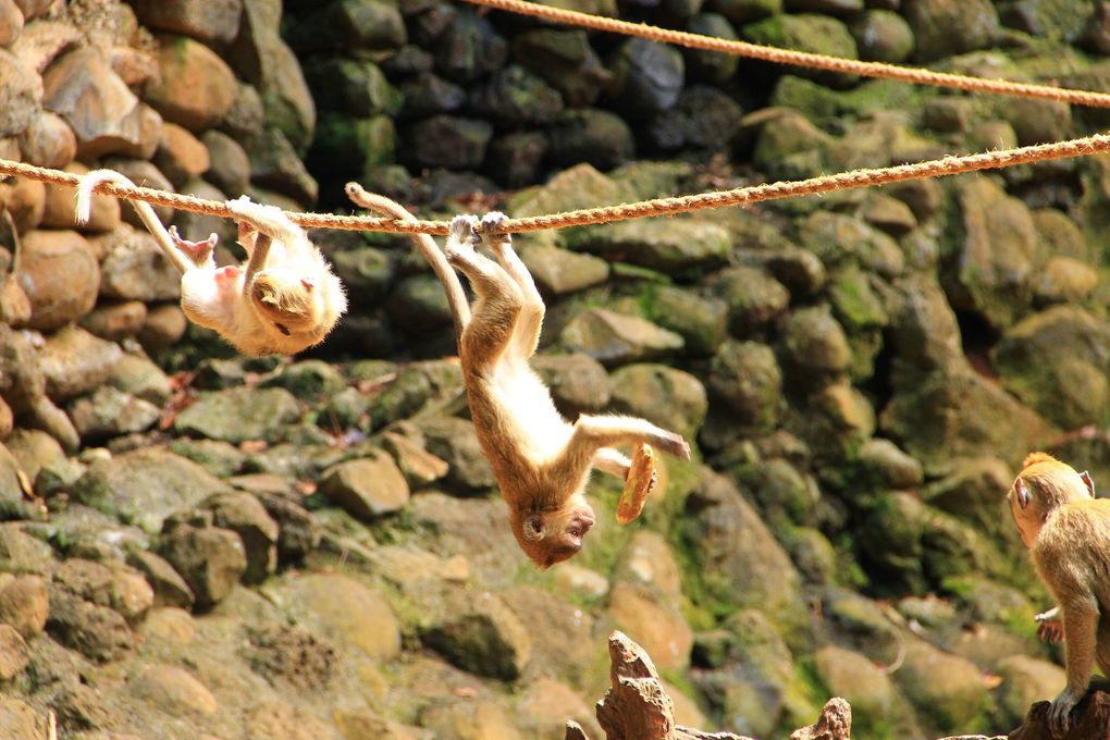 Des singes plutôt joueurs