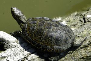 Surprise, une tortue !