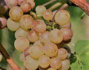 #Pinot Auxerrois Producers  British Columbia  Vineyards      Canada
