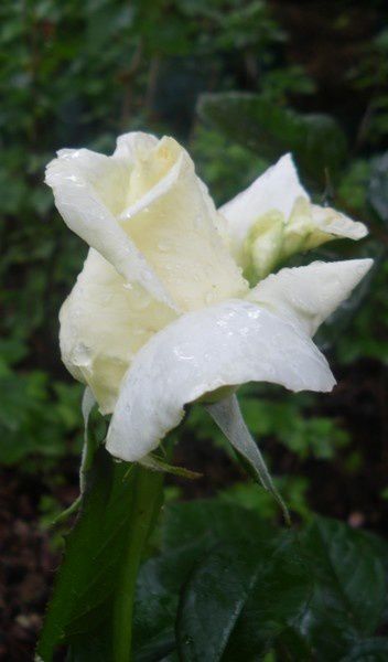 Album - Fleurs-du-jardin