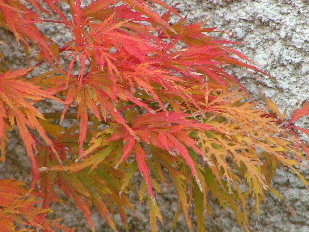 Un érable du japon en automne...