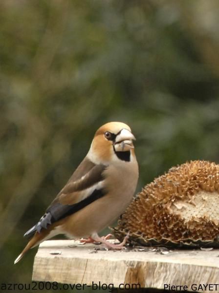 photos prises aux alentours du village de Chemilly, dans l'Allier (03), ainsi que dans la Nièvre (58) et le Puy-de-Dôme (63). Vous y trouverez principalement des photos d'insectes et de fleurs.