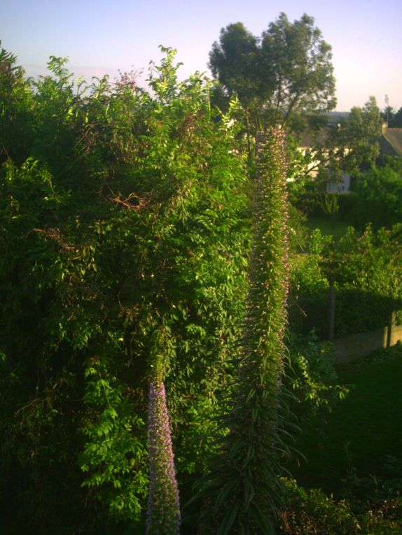 Album - tete d 'echium pininana en floraison