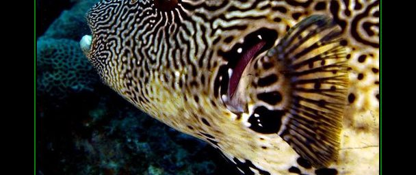 Le site de Photos sous-marines des poissons tropicaux